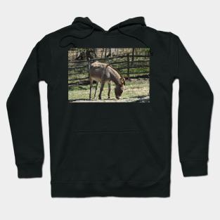 Donkey Hoodie